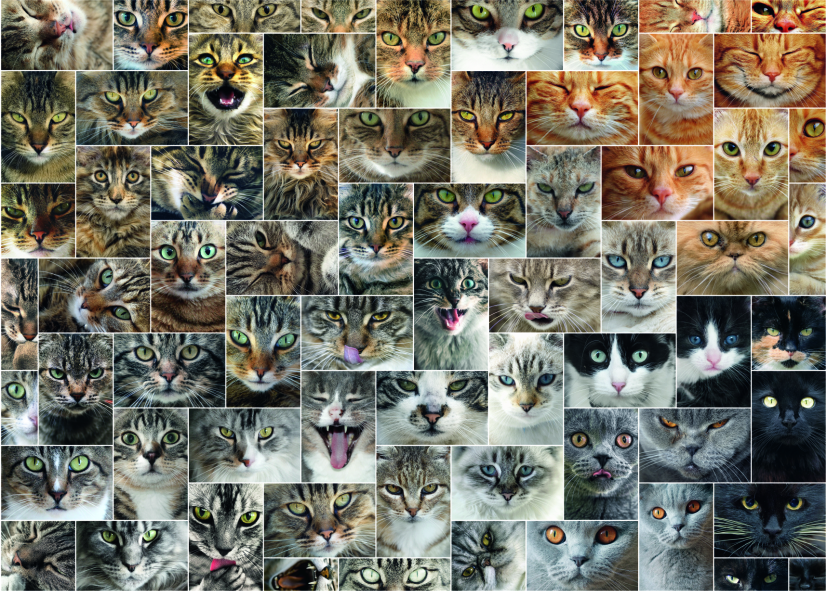 DToys Collage - Katzen 1000 Teile Puzzle Dtoys-75260 DToys Collage - Katzen 1000 Teile Puzzle Dtoys-75260 von DToys