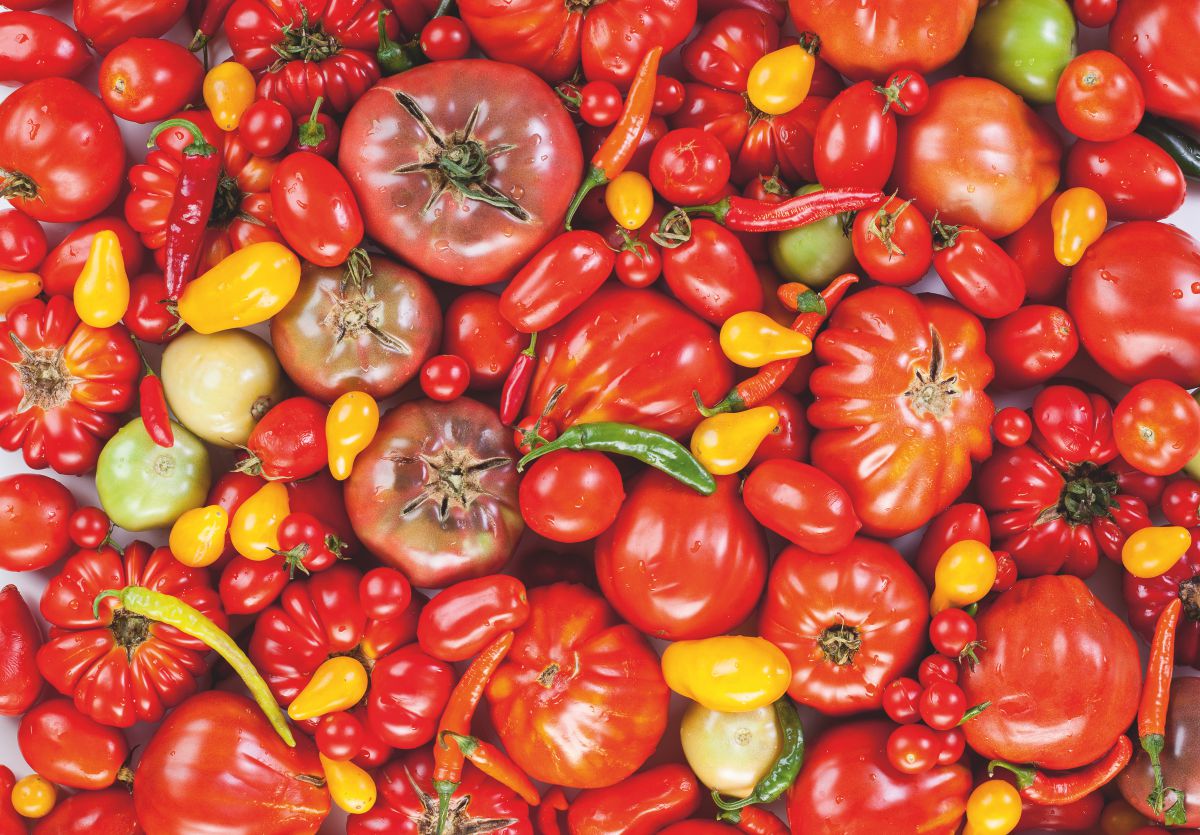 DToys Tomato 1000 Teile Puzzle Dtoys-74614 von DToys