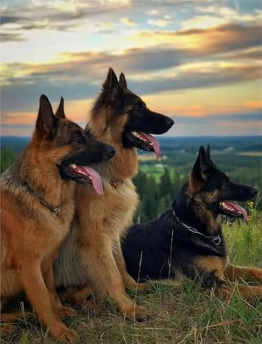 Puzzle 1000 Teile Tierhund-Poster Für Erwachsene Familien Puzzle Spielzeug Dekompressionsspiel Xq565Zy 38x26CM von DZOEU