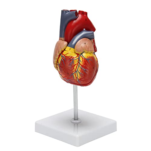 1: 1 Menschliches Modell, Anatomisch Modell Lebens Grosse Skelettanatomie Fuer Die Wissenschaft Klassen Studien Anzeige, Die Medizinisches Modell Unterrichtet 1: 1 Menschliches Modell, Anatomisch Modell Lebens Grosse Skelettanatomie Fuer Die Wissenschaft Klassen Studien Anzeige, Die Medizinisches Modell Unterrichtet von Dacvgog