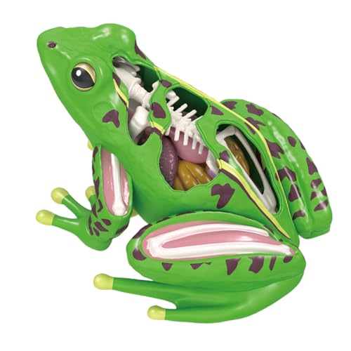 Dawutocap Anatomische Frösche Formstamm Blockmodell Bildungsspielzeug Für Kinder Praktische Studenten Studieren Tool von Dawutocap