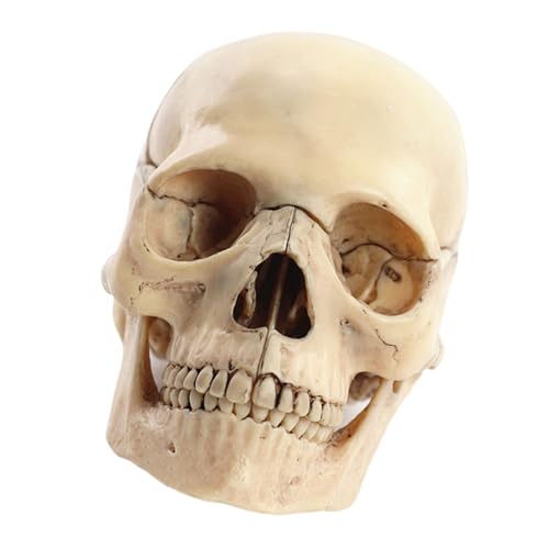 Dawutocap Menschliches Schädelmodell Zum Nachweis Von Medizinischem Schädelmodell Anatomieschädelmodell Menschlicher Anatomischer Schädel Explodiertes Schädelmodell Dawutocap Menschliches Schädelmodell Zum Nachweis Von Medizinischem Schädelmodell Anatomieschädelmodell Menschlicher Anatomischer Schädel Explodiertes Schädelmodell von Dawutocap