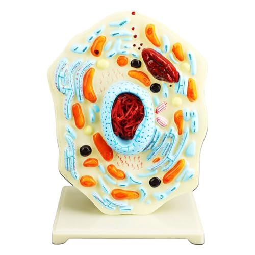 Zellanatomie-Modell, Biologie, Wissenschaftsmodelle, Lernhilfe, Tierlehrwerkzeug für Klassenzimmer, Display, Biologiewerkzeug, tragbare Anatomie für Display von Dcaknri