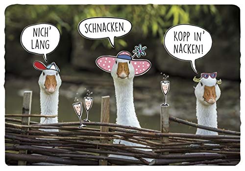 DeCoArt... Postkarte Gänse - nicht lang - schnacken - kopp in Nacken 17 x 12 cm von DeCoArt... by Kathrin Friedenstab-Maschner