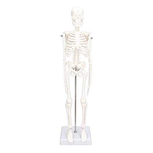 Dekaim Menschliches Skelettmodell (45 cm), Miniatur-Skelettmodell, Menschliches Skelettmodell Aus PVC, Bewegliches Skelettmodell Mit Armen Und Beinen, Geeignet FüR Schulen Und KrankenhäUser von Dekaim