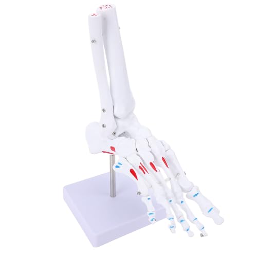 Menschliches Fußskelett Modell, Lebensgröße Fußgelenk Modell PVC Fußskelett Modell Menschliche Anatomie Modell für medizinische Studie, Wissenschaft Klassenzimmer Menschliches Fußskelett Modell, Lebensgröße Fußgelenk Modell PVC Fußskelett Modell Menschliche Anatomie Modell für medizinische Studie, Wissenschaft Klassenzimmer von Depisuta