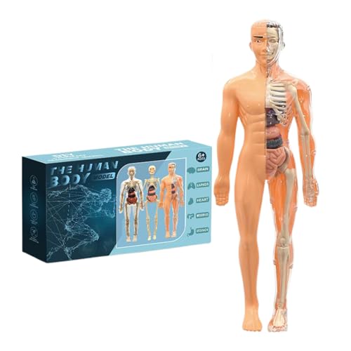Dgayaeic Modell der menschlichen Körperstruktur, 25-teiliges Anatomiefigurenset, 3D-Anatomie-Kit des Menschen, abnehmbare Organe, Knochenstammspielzeug, Lernspielzeug für Kinder ab 5 Jahren von Dgayaeic