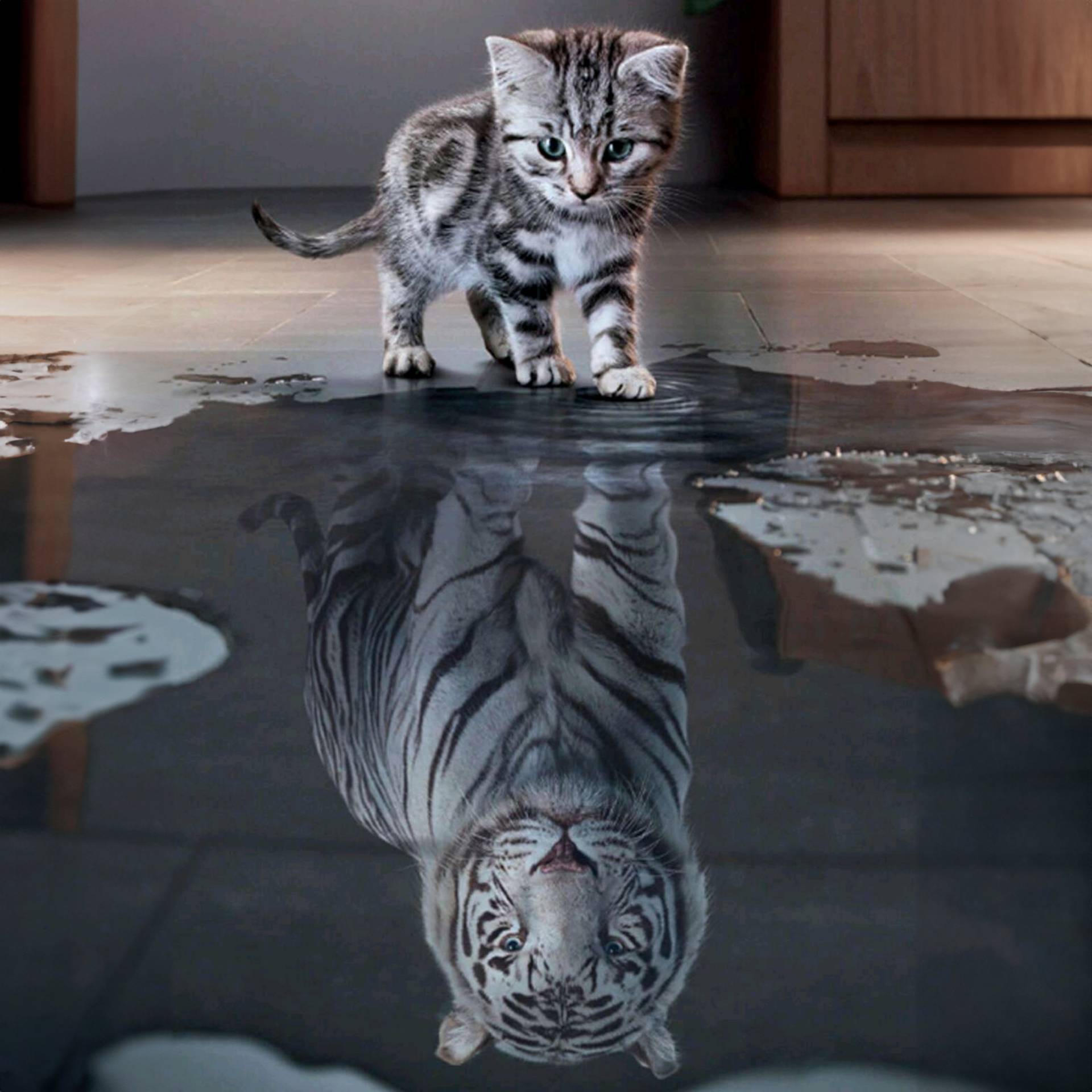 Kätzchen Tiger von Diamond Painter