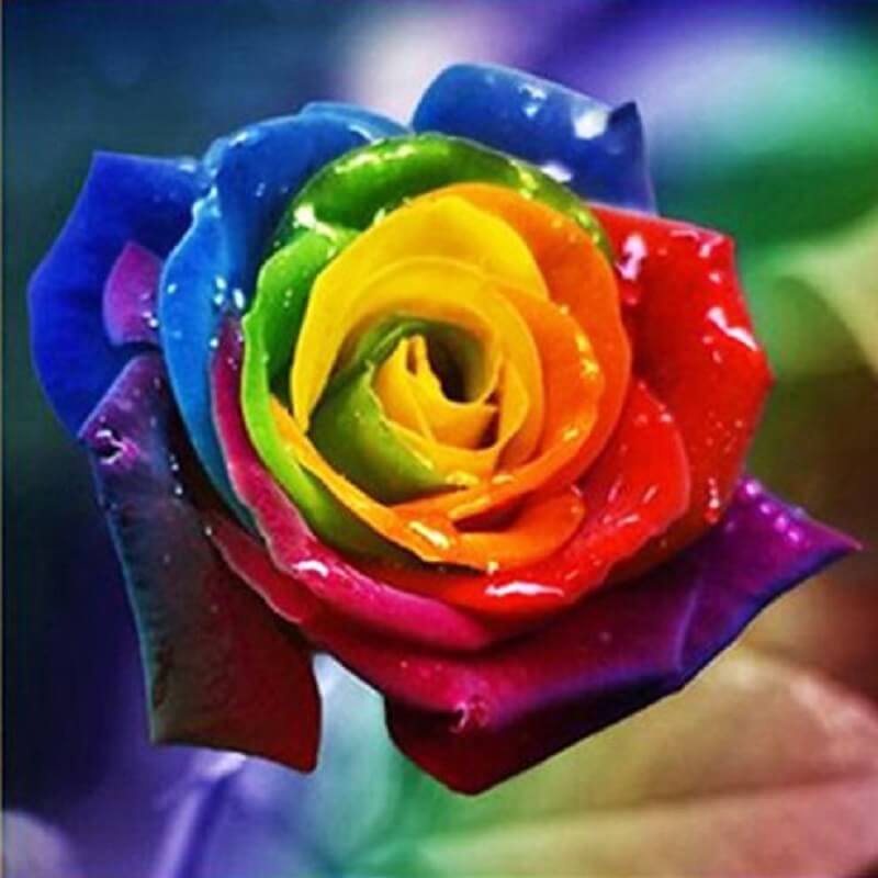Regenbogenfarbene Rose von Diamond Painter