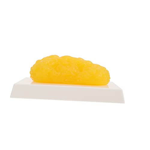 Didiseaon 1 fettes modell fit Anatomiemodell des menschlichen Körpers halten anatomisch Fettes Vorführmodell Demonstrationsmodell für menschliches Fett Plastik Yellow Didiseaon 1 fettes modell fit Anatomiemodell des menschlichen Körpers halten anatomisch Fettes Vorführmodell Demonstrationsmodell für menschliches Fett Plastik Yellow von Didiseaon