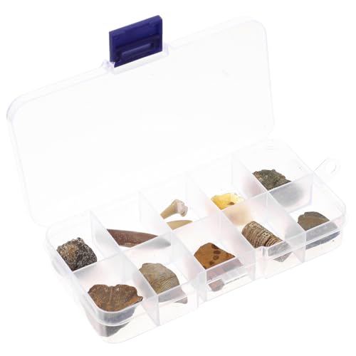 Didiseaon 10 Stück Biologische Fossilien trilobite fossilien versteinert Versteinerte Überreste dino ausgraben dinoz Bausatz Tier Paläontologie Kind Dekoration Schmuck Desktop-Ornament von Didiseaon