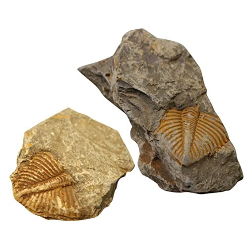 Didiseaon 2 Stück Trilobite Probe Einzigartige Paläontologie Dekoration Für Pädagogisches Spielzeug von Didiseaon