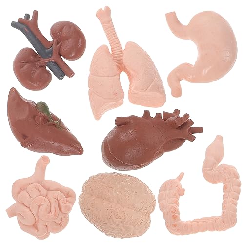 Didiseaon 8 Stück Menschliches Organmodell Menschliche Anatomie Realistisches Orgelmodell Orgelstütze Wissenschaftliches Lernspielzeug Körperorganmodell Für Menschliche Organe Lehre Plastik von Didiseaon