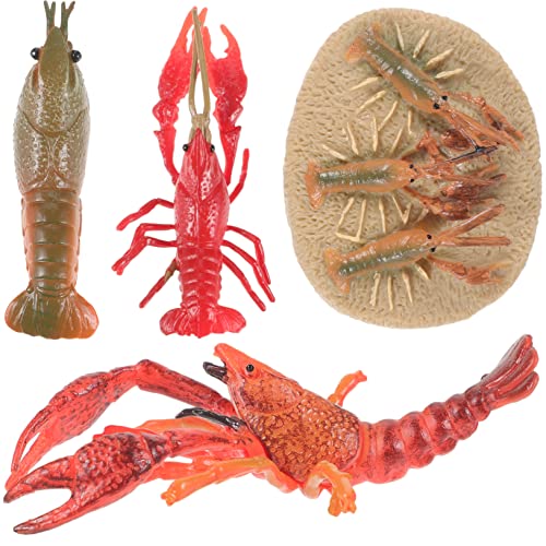 Didiseaon Lernspielzeug Teiliges Lobster Wachstumszyklus Modell aus Sicherem Kunststoff Realistische Krustentier Simulation zur Biologischen Früherziehung und Erkundung Didiseaon Lernspielzeug Teiliges Lobster Wachstumszyklus Modell aus Sicherem Kunststoff Realistische Krustentier Simulation zur Biologischen Früherziehung und Erkundung von Didiseaon