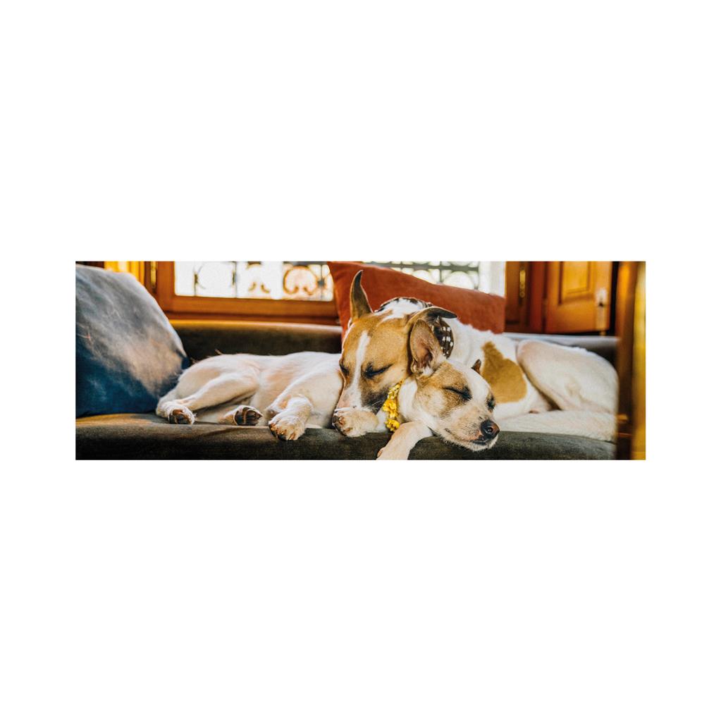 Dino Gump II - Panorama Puzzle 150 Teile Puzzle Dino-39337 Dino Gump II - Panorama Puzzle 150 Teile Puzzle Dino-39337 von Dino