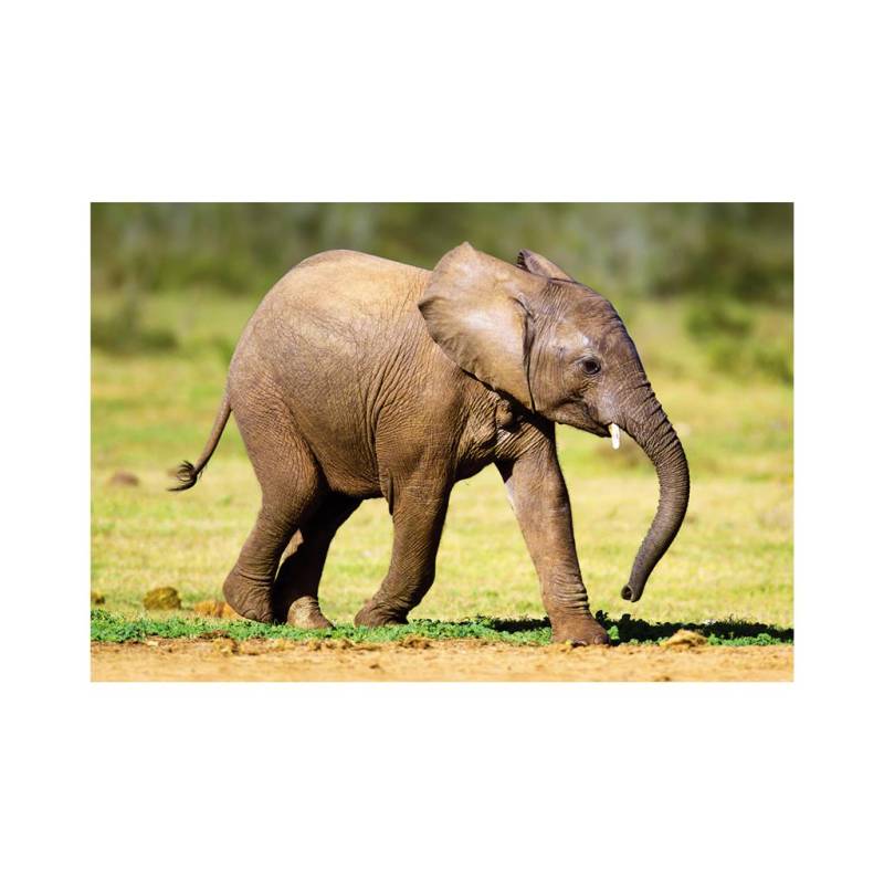 Dino Mini-puzzle Elefant 54 Teile Puzzle Dino-33122-Elephant Dino Mini-puzzle Elefant 54 Teile Puzzle Dino-33122-Elephant von Dino