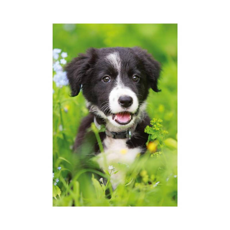 Dino Mini-puzzle Hund 54 Teile Puzzle Dino-33122-Chien von Dino
