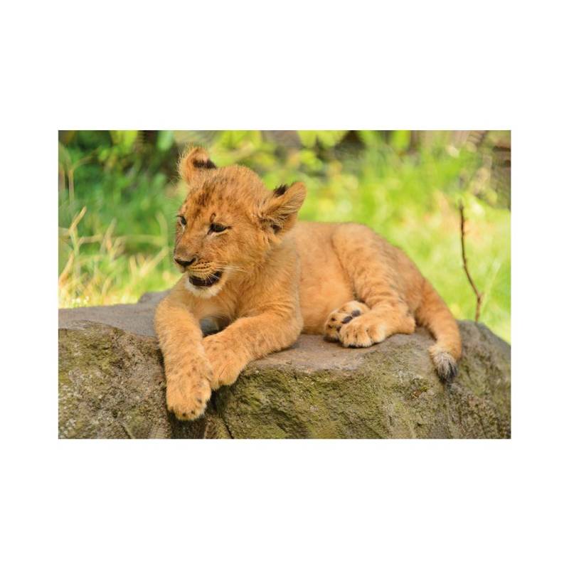 Dino Mini-puzzle Löwe 54 Teile Puzzle Dino-33122-Lion Dino Mini-puzzle Löwe 54 Teile Puzzle Dino-33122-Lion von Dino