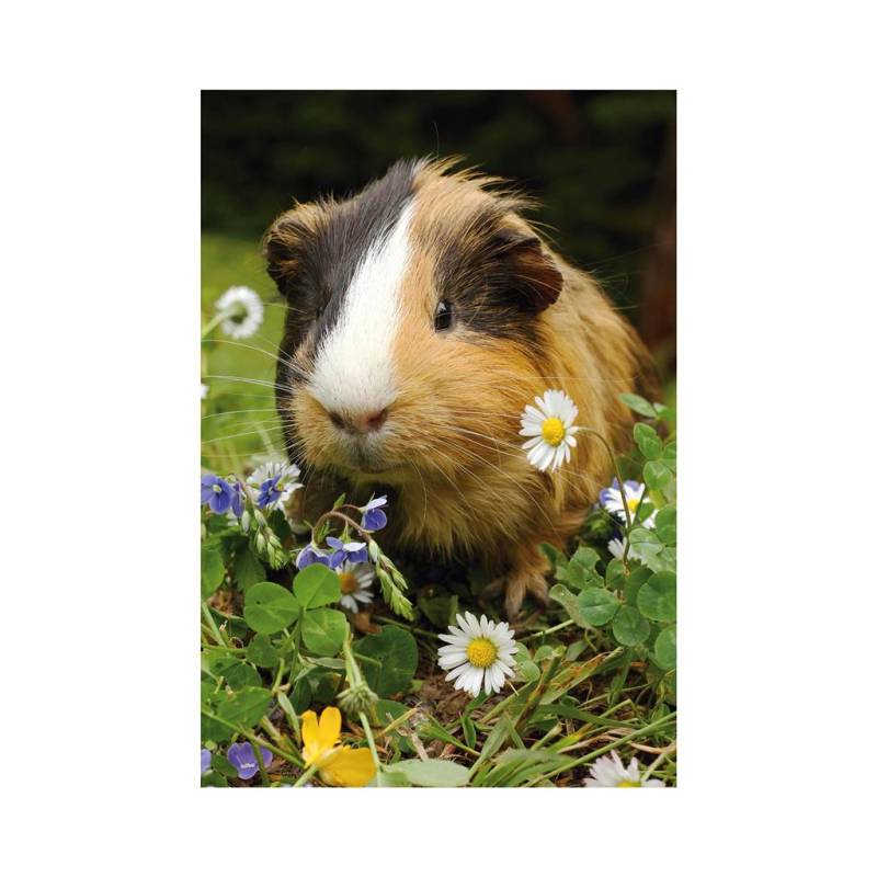 Dino Mini-puzzle Meerschweinchen 54 Teile Puzzle Dino-33122-CochonDinde von Dino