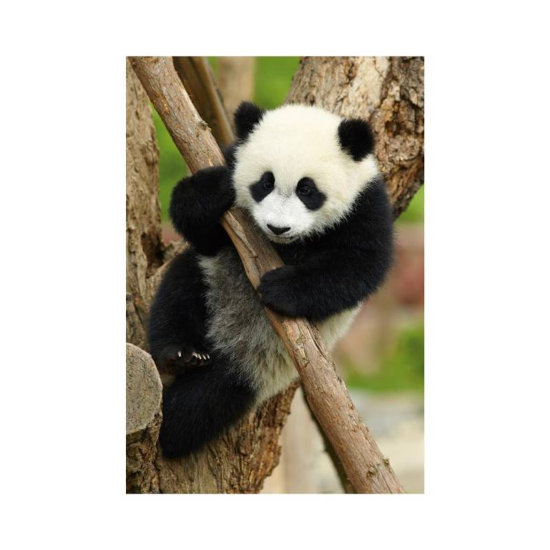 Dino Mini-puzzle Panda 54 Teile Puzzle Dino-33122-Panda von Dino