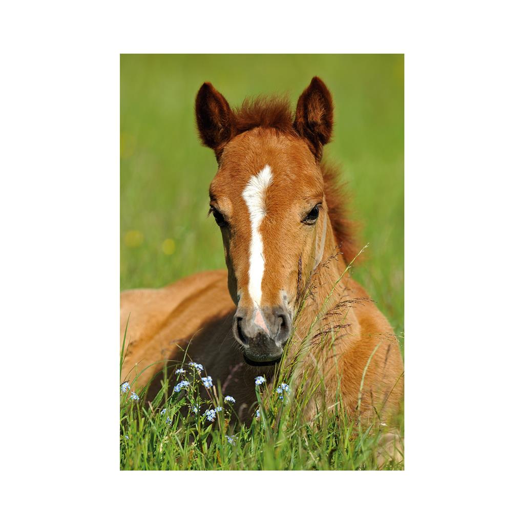 Dino Mini-puzzle Pferd 54 Teile Puzzle Dino-33122-Cheval Dino Mini-puzzle Pferd 54 Teile Puzzle Dino-33122-Cheval von Dino