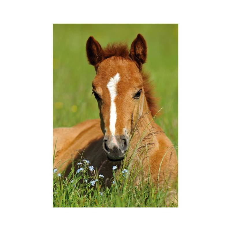 Dino Mini-puzzle Pferd 54 Teile Puzzle Dino-33122-Cheval Dino Mini-puzzle Pferd 54 Teile Puzzle Dino-33122-Cheval von Dino