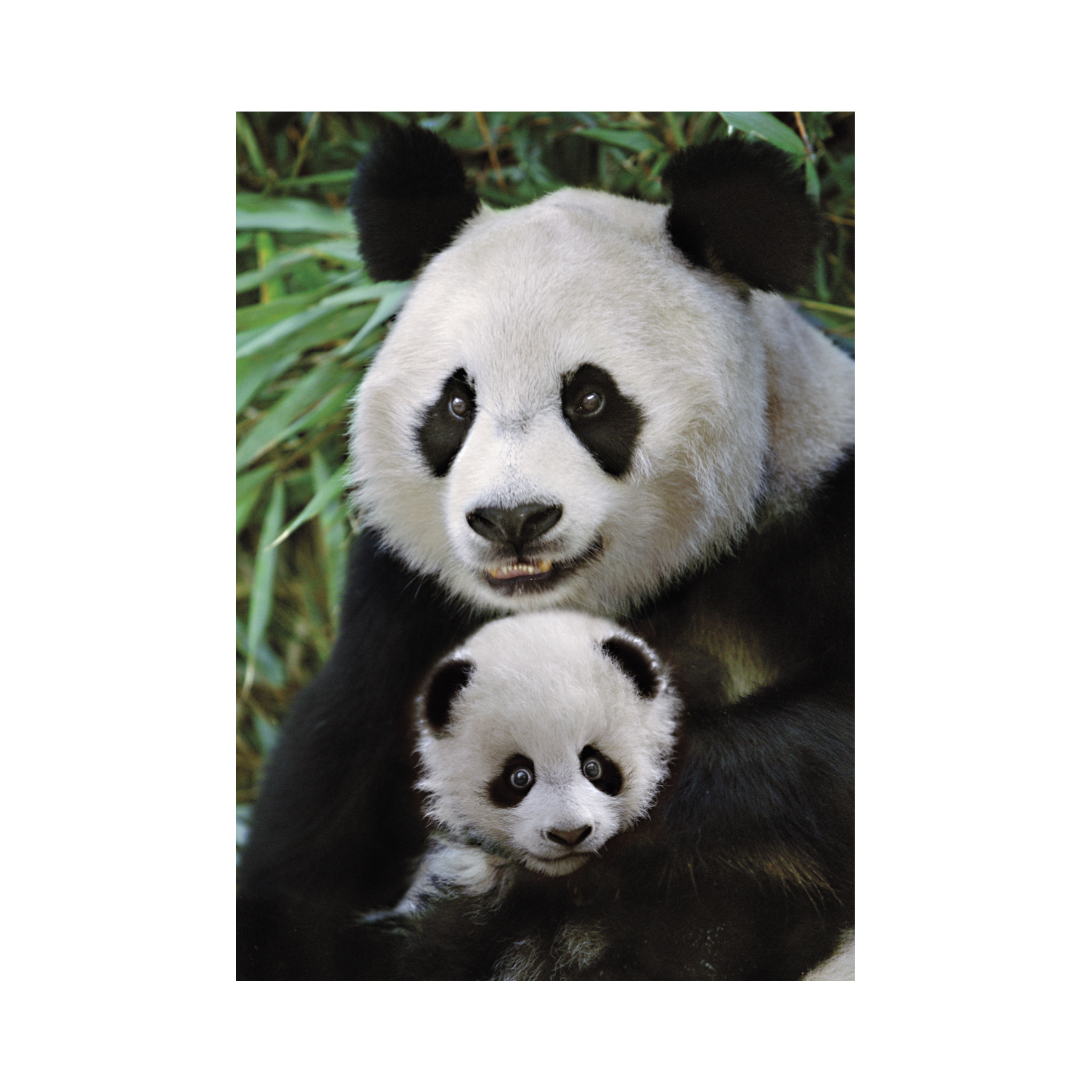 Dino Panda 1000 Teile Puzzle Dino-53256 Dino Panda 1000 Teile Puzzle Dino-53256 von Dino