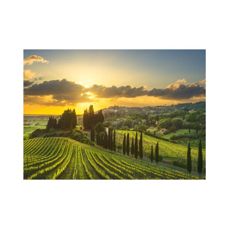 Dino Puzzle XL - Maremma Weinberg 500 Teile Puzzle Dino-51414 Dino Puzzle XL - Maremma Weinberg 500 Teile Puzzle Dino-51414 von Dino