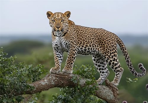 Puzzle 2000 Teile Erwachsene Leopard 100x70cm,2000pcs Klassische Puzzles Tier Anspruchsvoll Jigsaw Spielzeug Puzzlespiel Lernspiel Impossible Holzpuzzle Geeignet für alle Altersgruppen Geschenk P-129 Puzzle 2000 Teile Erwachsene Leopard 100x70cm,2000pcs Klassische Puzzles Tier Anspruchsvoll Jigsaw Spielzeug Puzzlespiel Lernspiel Impossible Holzpuzzle Geeignet für alle Altersgruppen Geschenk P-129 von Dnnufagg