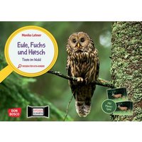 Eule, Fuchs und Hirsch. Tiere im Wald von Don Bosco Medien GmbH