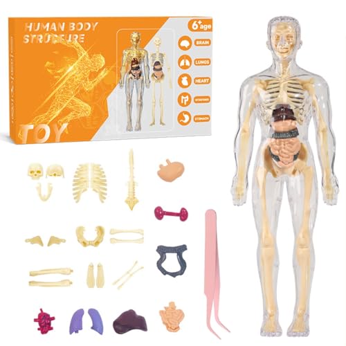 Dpptgh Klares Modell Der Menschlichen Körperstruktur, Vollständig Transparente Körper-Skelett-Modellbausätze, DIY-3D-Anatomie-Bausatz, Lernspielzeug Für Jungen Und Mädchen, Halloween Dpptgh Klares Modell Der Menschlichen Körperstruktur, Vollständig Transparente Körper-Skelett-Modellbausätze, DIY-3D-Anatomie-Bausatz, Lernspielzeug Für Jungen Und Mädchen, Halloween von Dpptgh