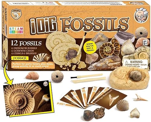 Fossilien Steine Ausgrabungsset Für Kinder Ausgrabung Fossilien Experimentierkästen Für Kinder Ab 7 8 9 10 Jahre von Dr. Daz