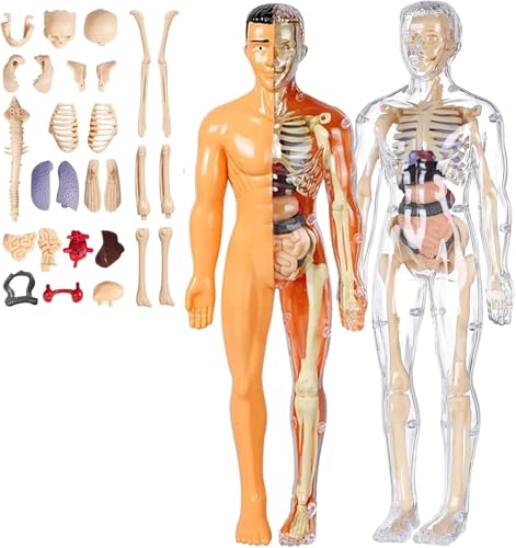 3D Human Body Torso Model for Kid Anatomy Model Skeleton, Transparent Abnehmbares Anatomisches Körpermodell, für Kinder ab 6 Jahren Vorschule Ausbildung, Lernmodell (2Pcs) von Dujuanus