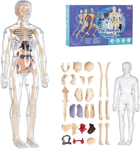 3D Human Body Torso Model for Kid Anatomy Model Skeleton, Transparent Abnehmbares Anatomisches Körpermodell, für Kinder ab 6 Jahren Vorschule Ausbildung, Lernmodell (A) von Dujuanus