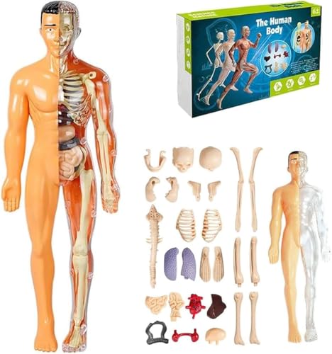 3D Human Body Torso Model for Kid Anatomy Model Skeleton, Transparent Abnehmbares Anatomisches Körpermodell, für Kinder ab 6 Jahren Vorschule Ausbildung, Lernmodell (B) von Dujuanus