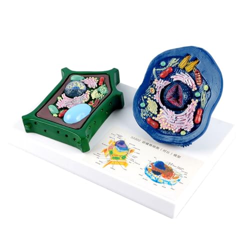 Anatomisches Tier-Pflanzenzellenmodell mit abnehmbaren Teilen, Tierpflanzenzelle, Anatomie-Modell, Biologie, Klassenzimmer, Lernhilfe Anatomisches Tier-Pflanzenzellenmodell mit abnehmbaren Teilen, Tierpflanzenzelle, Anatomie-Modell, Biologie, Klassenzimmer, Lernhilfe von Duyeuau