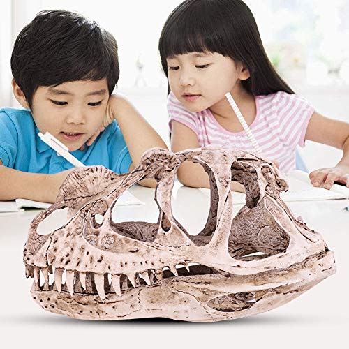 EBTOOLS Dinosaurierschädelmodell Simuliertes Skelettdekor und Unterrichten EBTOOLS Dinosaurierschädelmodell Simuliertes Skelettdekor und Unterrichten von EBTOOLS