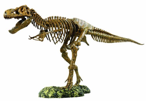 EDU-TOYS Tyrannosaurus Rex Skelett von EDU-TOYS