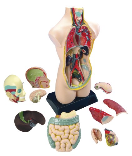 EDUPLAY 120054 Torso Anatomie Modell, groß von EDUPLAY