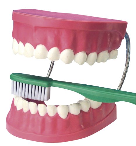 EDUPLAY 120067 - Zahnpflegemodell von EDUPLAY