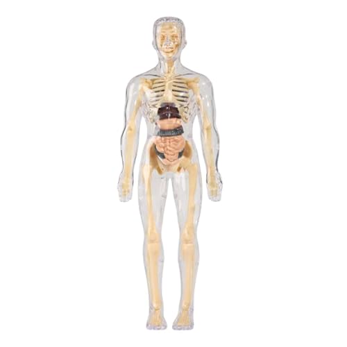 EHJRE Lernen von Requisiten Menschlichem Körpermodell Requisiten Unterricht Im Klassenzimmer Lernspielzeug Menschliche Anatomie Körper Organteile für Kinder, Voll Transparent von EHJRE