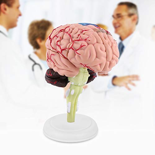 Anatomisches Gehirnmodell, Zerlegtes Menschliches Gehirnmodell, Plastisches Gehirnanatomiemodell mit Bunter Bemalung, Als Medizinisches Lehrmittel Zur Anzeige Anatomisches Gehirnmodell, Zerlegtes Menschliches Gehirnmodell, Plastisches Gehirnanatomiemodell mit Bunter Bemalung, Als Medizinisches Lehrmittel Zur Anzeige von EIMSOAH
