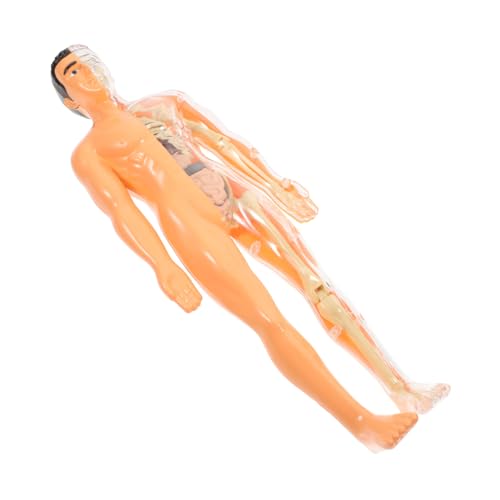 ELAYARD 1 Satz Menschliches Anatomiemodell, Detailliertes Organ- Und Skelettstruktur-puzzle, Wissenschaftliches Lernen, Transluzenz-anatomie-figurenpuzzle ELAYARD 1 Satz Menschliches Anatomiemodell, Detailliertes Organ- Und Skelettstruktur-puzzle, Wissenschaftliches Lernen, Transluzenz-anatomie-figurenpuzzle von ELAYARD