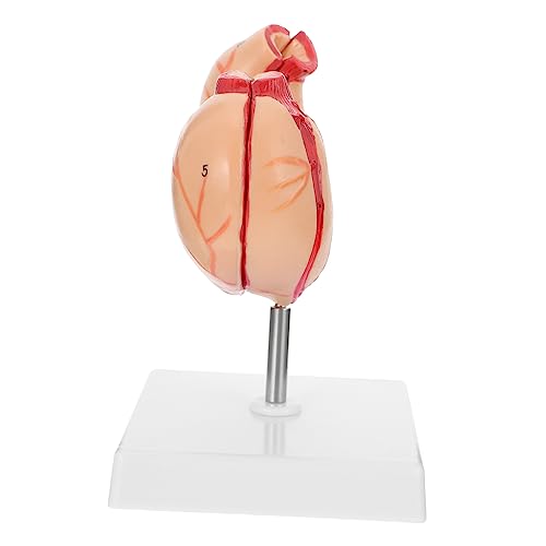 ELAYARD 1Stück Anatomisches Magenmodell Für Unterricht Lebensechte Darstellung Langlebiges Material Für Klassenzimmer Medizinische Demonstrationen Lehrzwecke ELAYARD 1Stück Anatomisches Magenmodell Für Unterricht Lebensechte Darstellung Langlebiges Material Für Klassenzimmer Medizinische Demonstrationen Lehrzwecke von ELAYARD