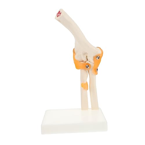ELAYARD 1Stück Anatomisches Modell Des Menschlichen Ellenbogengelenks Skelettmodell mit Stand Lehrmodell für Medizinische Ausbildung für Ärzte Studenten Lehrkräfte ELAYARD 1Stück Anatomisches Modell Des Menschlichen Ellenbogengelenks Skelettmodell mit Stand Lehrmodell für Medizinische Ausbildung für Ärzte Studenten Lehrkräfte von ELAYARD