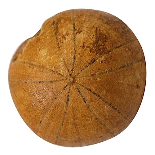 ELAYARD 1Stück Seeigelfossil Lehrmittel Für Paläontologie Versteinerte Seeigelprobe Als Wissenschaftliches Ornament Für Unterricht Ausstellung von ELAYARD