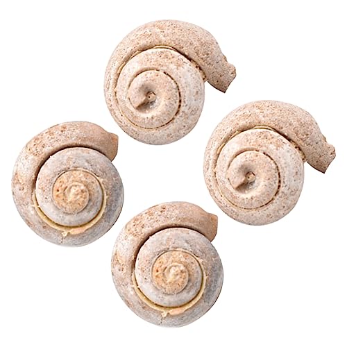 ELAYARD 4Stücke Schnecken Dekoration für Unterricht Sammlung Hochwertiges Pädagogisches Paläontologie Modell für Lehrmaterialien von ELAYARD