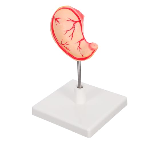 ELAYARD Anatomisches Magenmodell Robustes Medizinisches Lehrmodell Detailgetreues Stomach Display Model für Wissenschaftsklassen Leicht Zerlegbar Langlebig für Klinische Ausbildung von ELAYARD