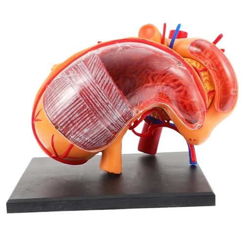 ELAYARD Biologisches Magen Anatomie Modell Medizinisches Lehrmodell für Schule und Ausbildung Langlebiges Umweltfreundliches Material Praktisches Demonstrationsmodell für Anatomische von ELAYARD