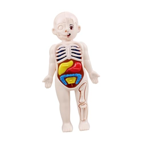ELAYARD Human Organs Model Teiliges DIY Puzzle Lernspielzeug Abnehmbares Körper Organe Modell für Frühpädagogik und Wissenschaftliches Lernen ELAYARD Human Organs Model Teiliges DIY Puzzle Lernspielzeug Abnehmbares Körper Organe Modell für Frühpädagogik und Wissenschaftliches Lernen von ELAYARD